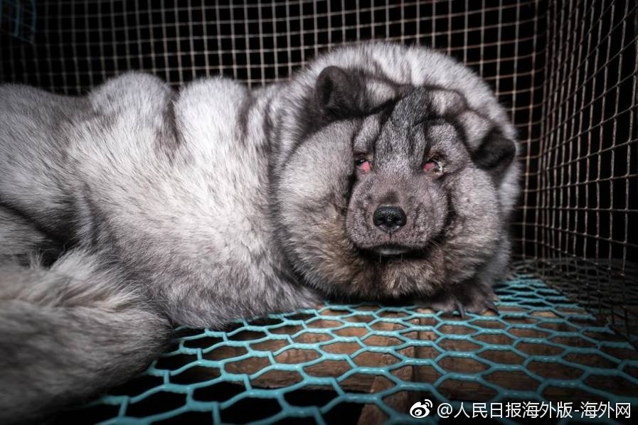 操烂你的逼