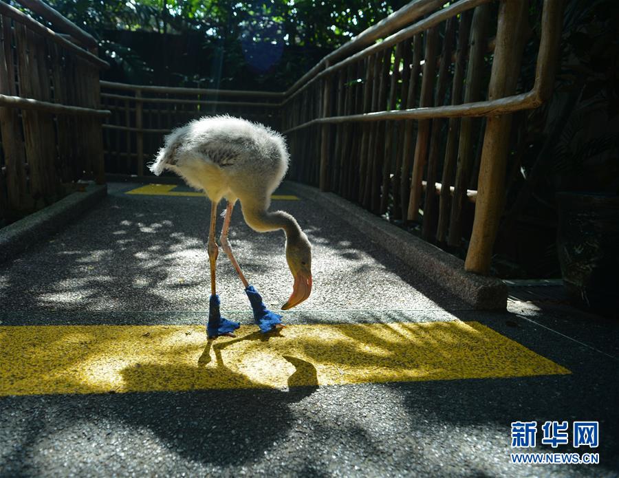 中文免费无码在线