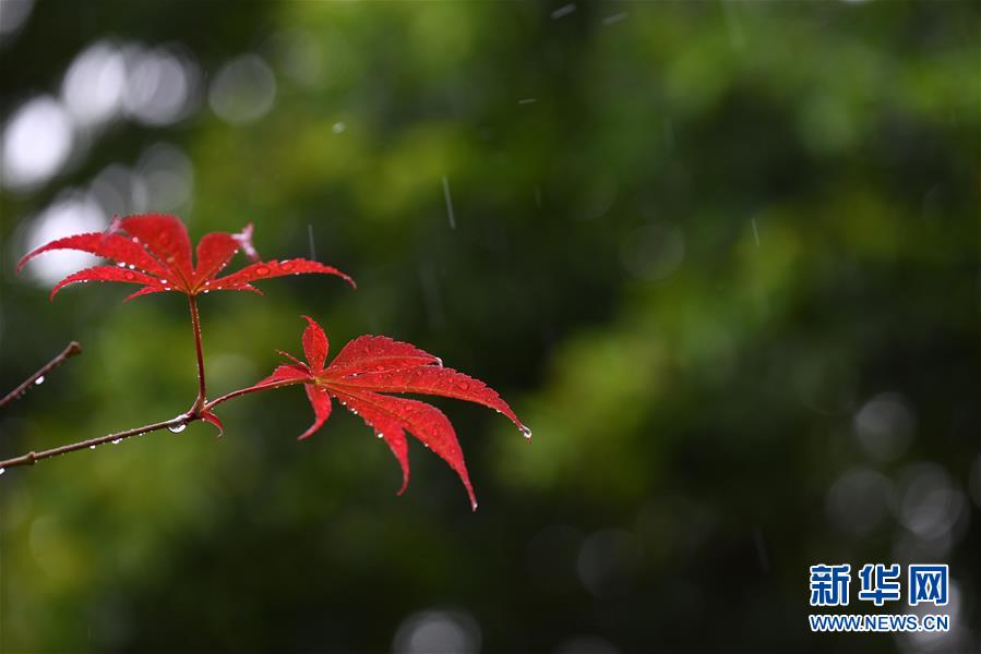 黄金网站app免费