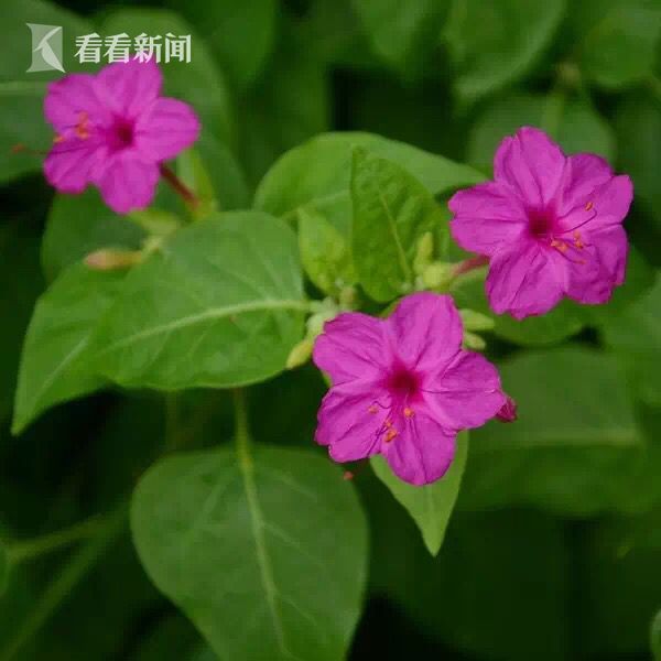 Jfipod湖北老女人黄色影院
