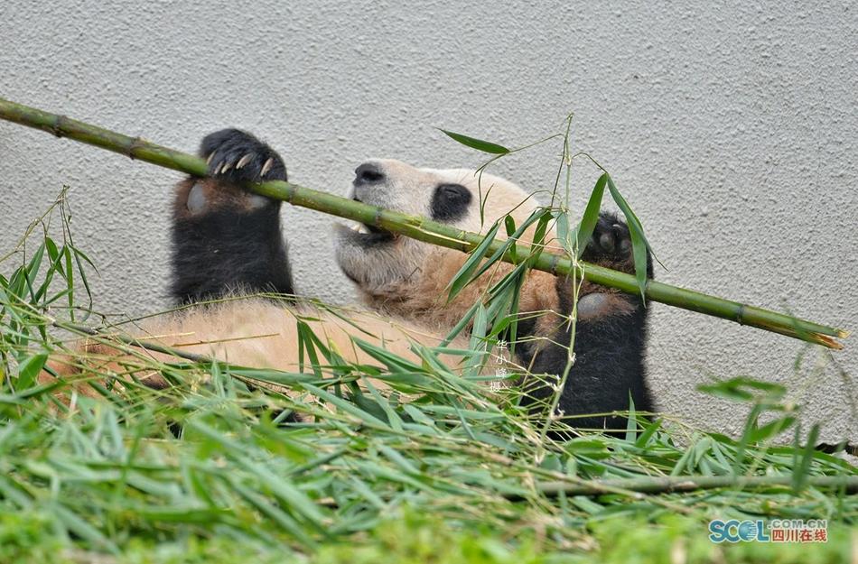 你来操我逼