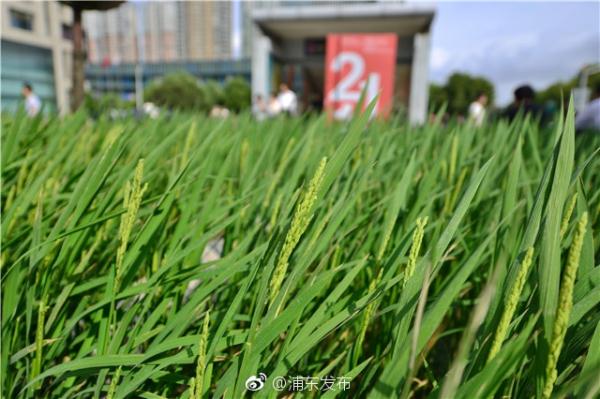 时间静止像素游戏v3.8.7