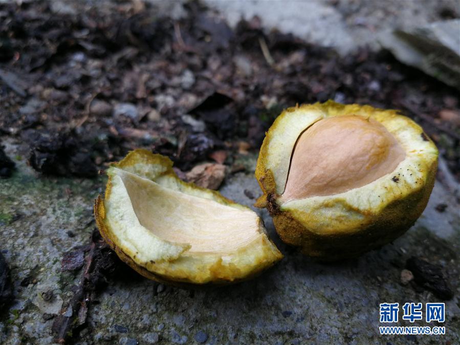 俄罗斯真人处破女