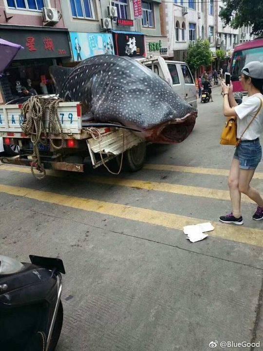 欧美作爱等级片吗