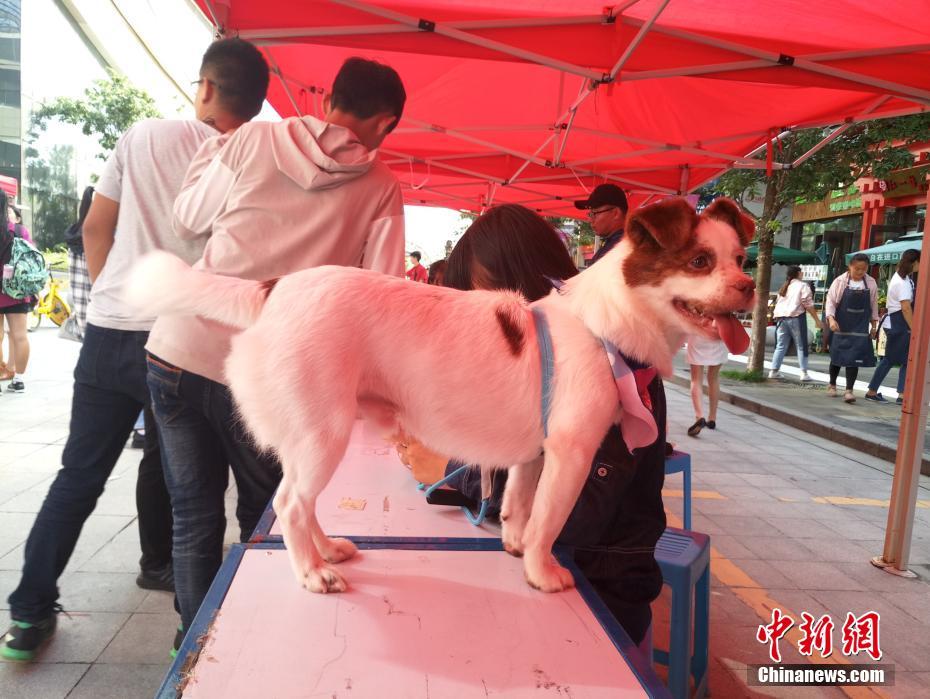 妻中蜜动漫