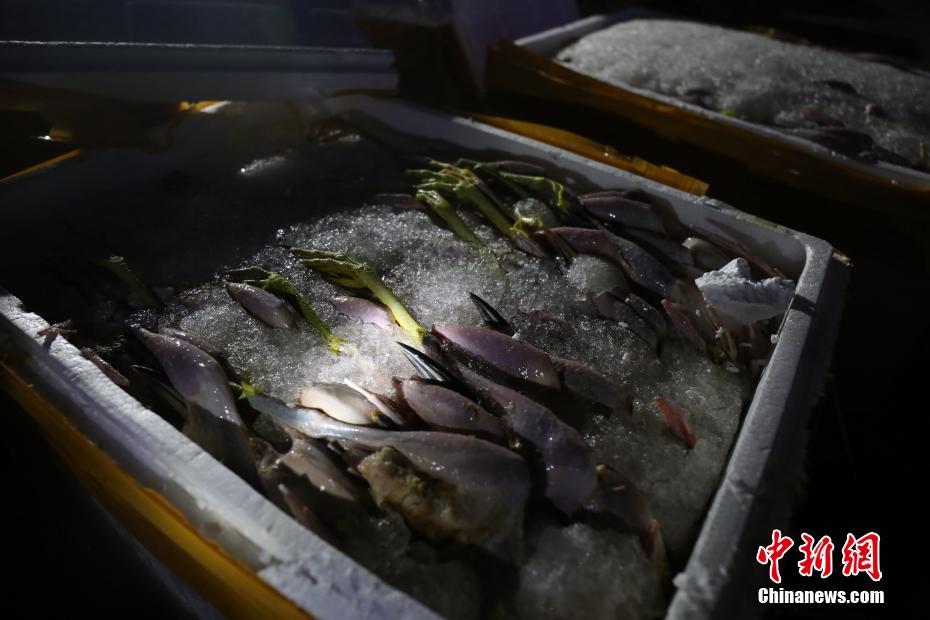 成人动漫海贼王