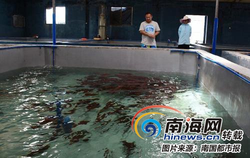素股无码