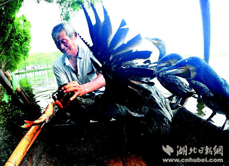 中国少妇被黑人30厘米的震撼