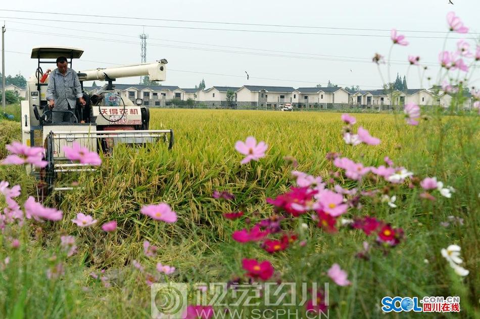 操大胖美女逼视频
