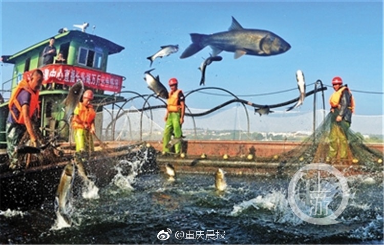 成年人片免费在线播放中文字幕