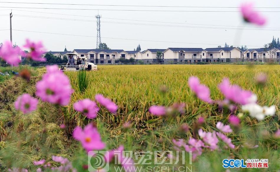 美国色情巜做爰狂欲