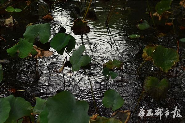 台灣硬漢兄弟