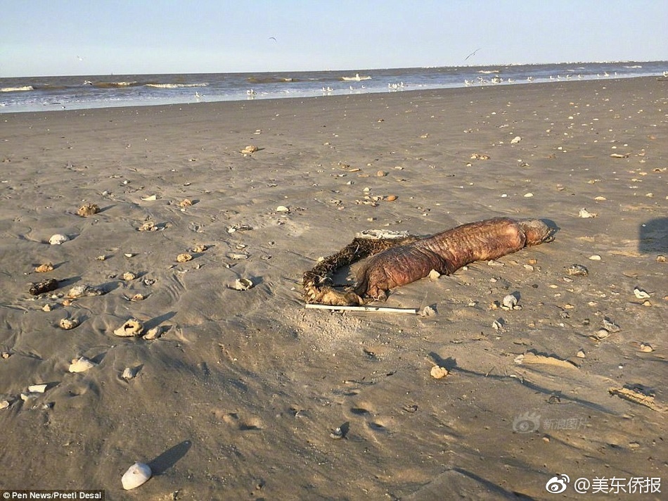 欧美浓毛大泬老妇人乱爱