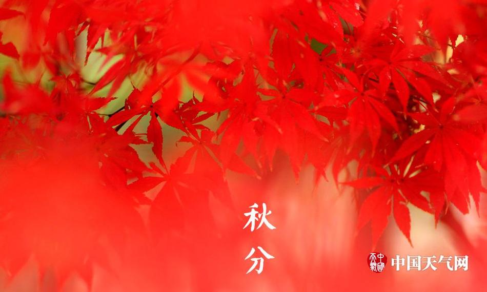 在线肥婆Av