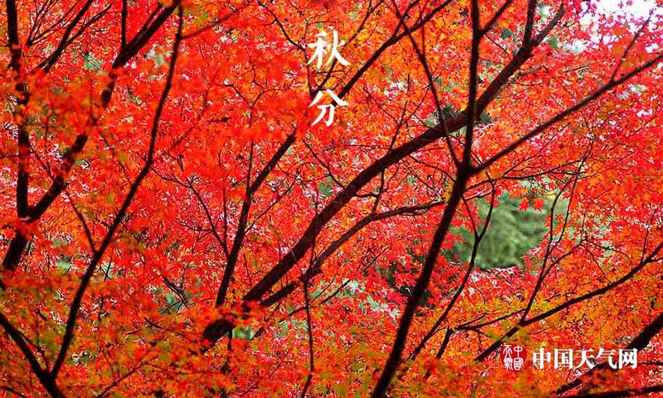 那里可下载免费黄色视频