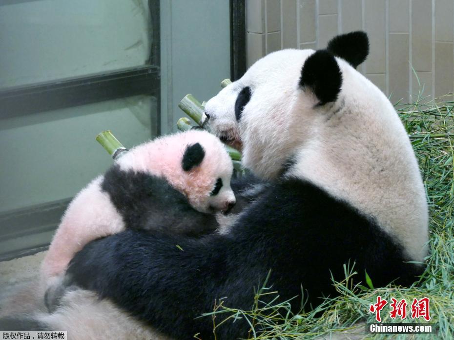 丰满少妇拍毛片