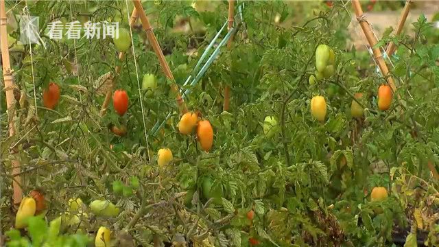 国产第三页