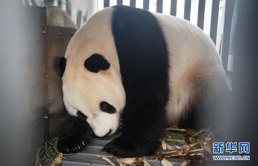 泰國潑水節