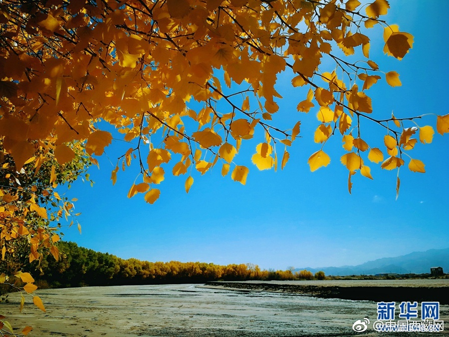 国产 麻豆 女教师张津瑜
