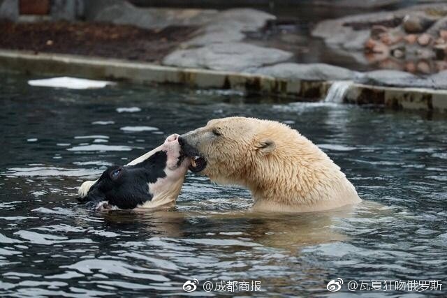 无码人妻一区