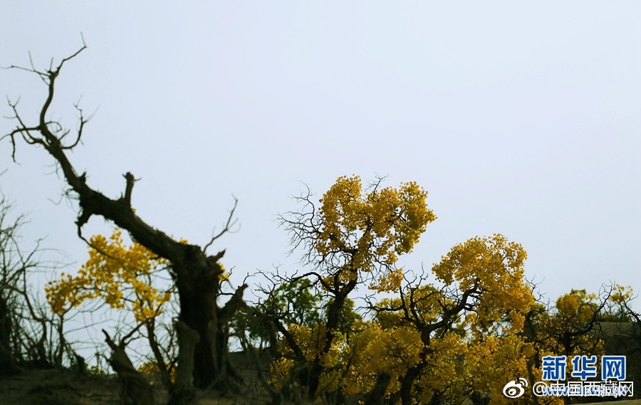 欧美一级理伦片