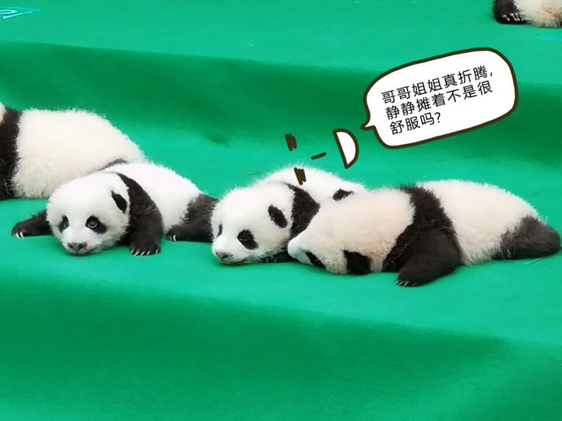 成人免费A片   喷