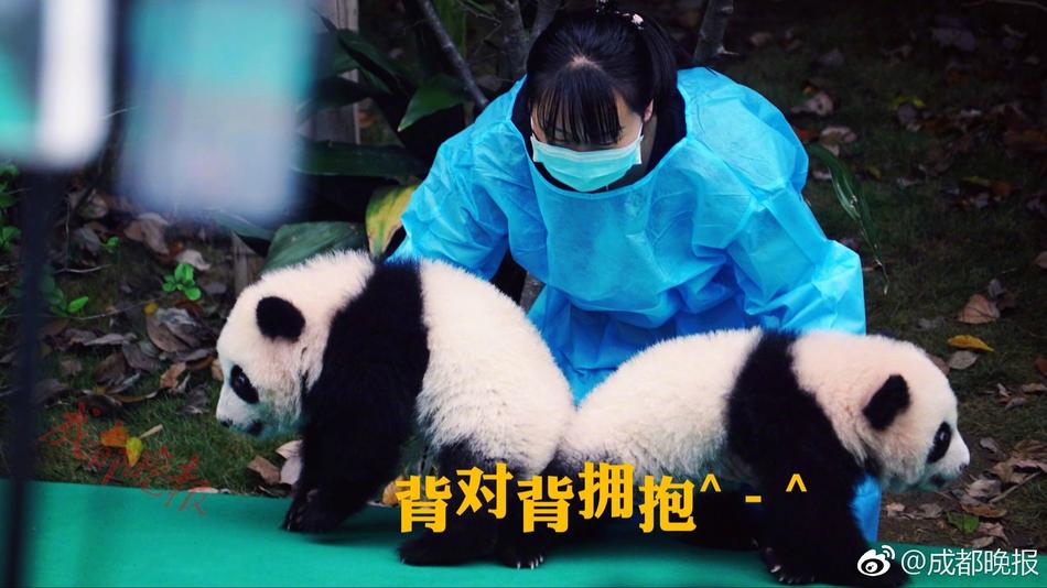 张柏芝一级露下面毛