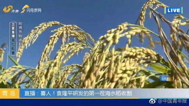 亚洲第一av