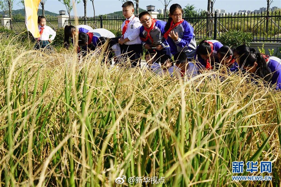 水稻能养活众多人口_水稻养人,却还有很多人不知道它的妙用,是不是感觉白吃