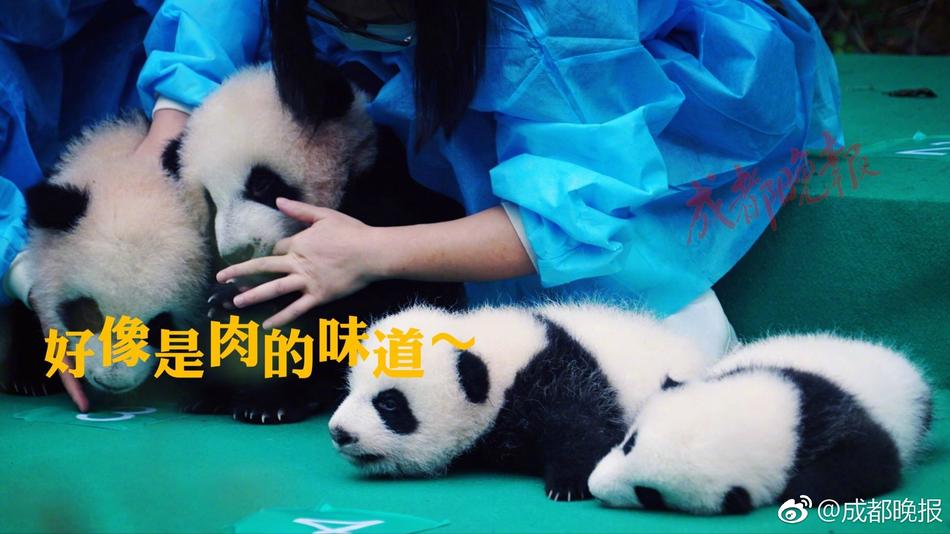 免费黄网站