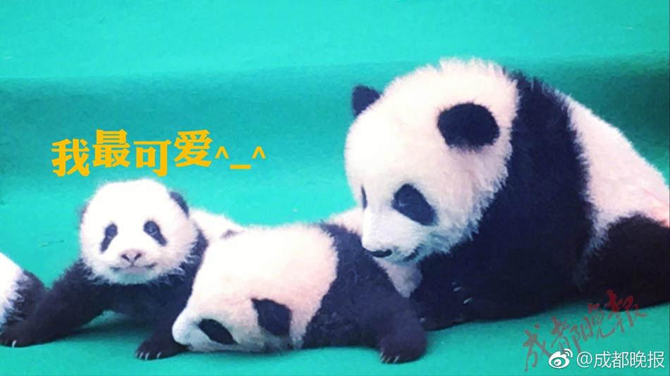 最大 的 成人 视频 网站
