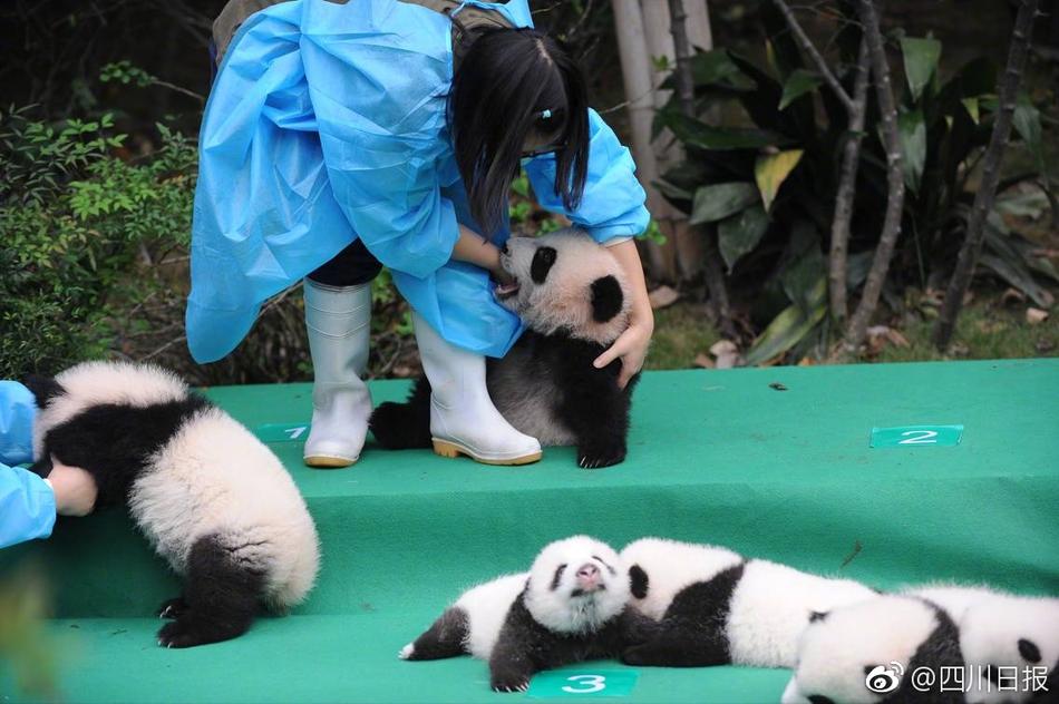 周子瑜外流