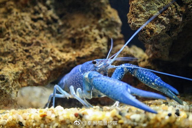 麻豆电影