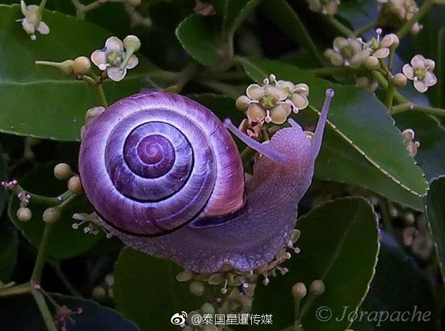 张柏芝囗交全套