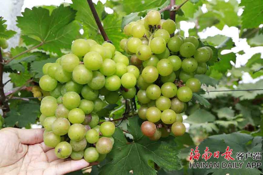 莫妮卡在厨房被c高潮部分
