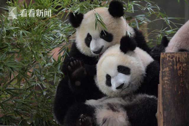 黄色三级网站