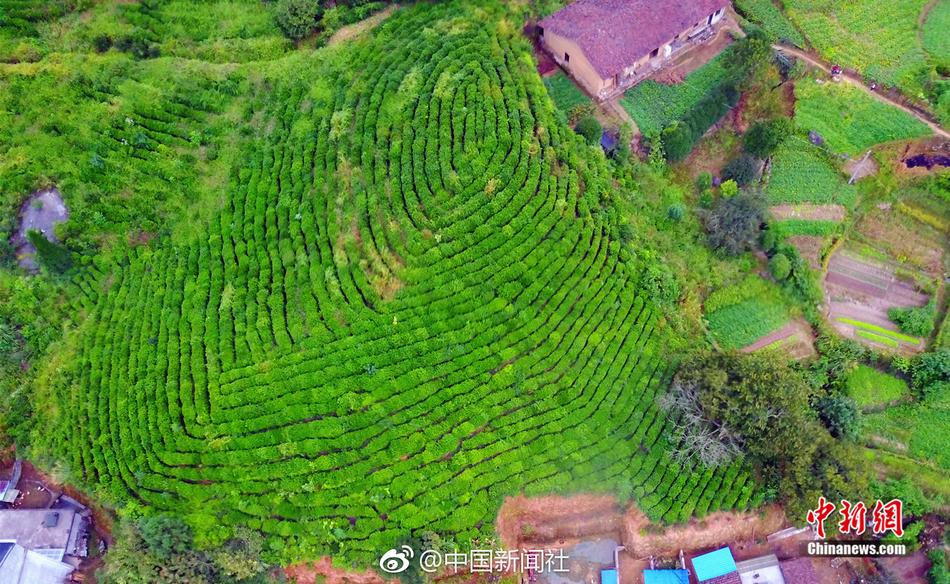 黄色网站链接入口