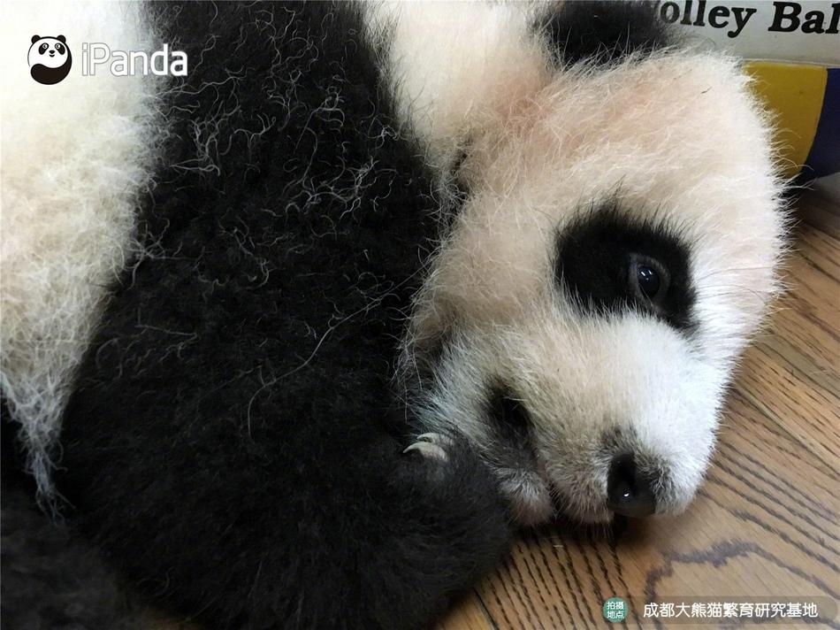 27报女上男下动态图gif图