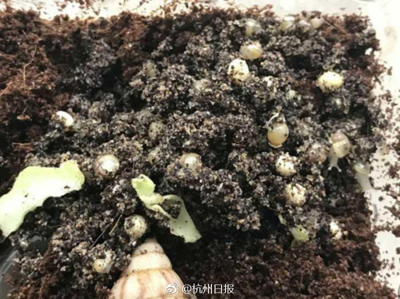 奥美三级片视频