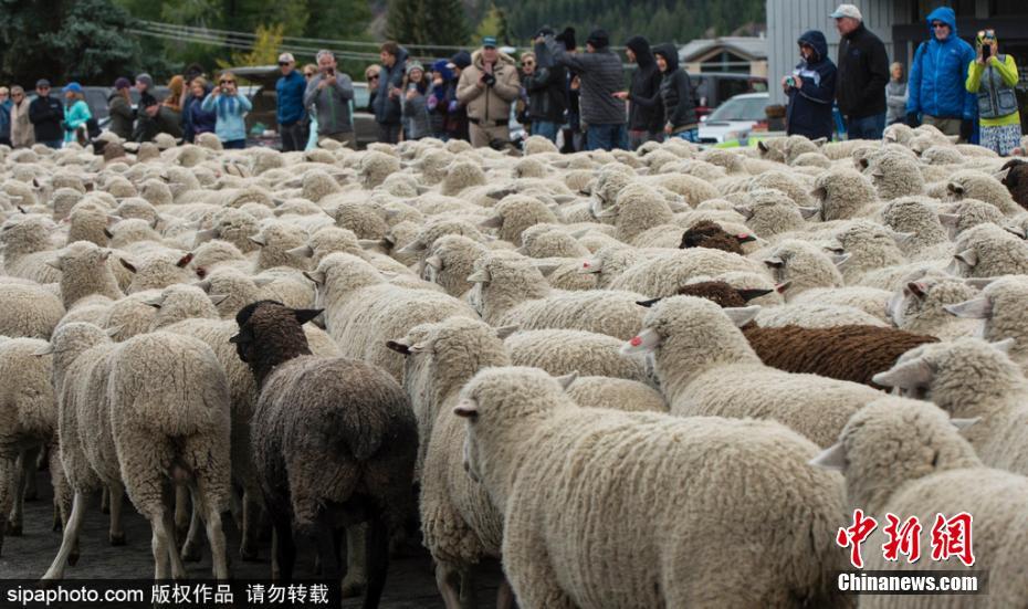 就要艹欧美黑人老妇另类