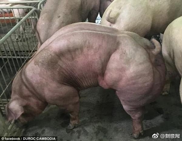 毛片免费网站
