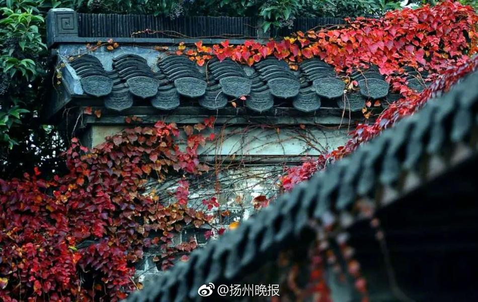 操中年妇女