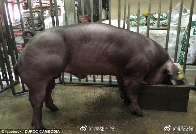 欧美黄色电影院