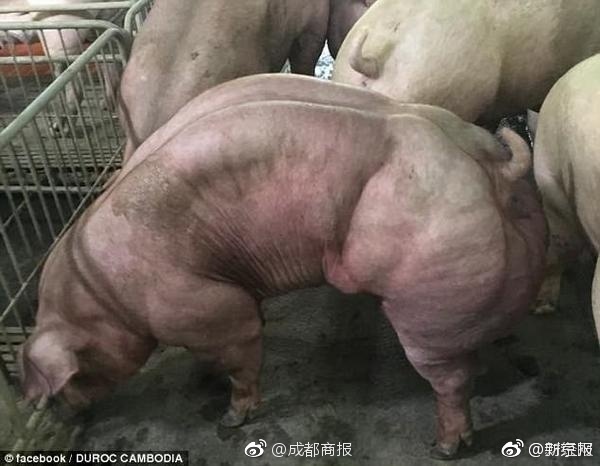 Xxxxxxxxx吃奶