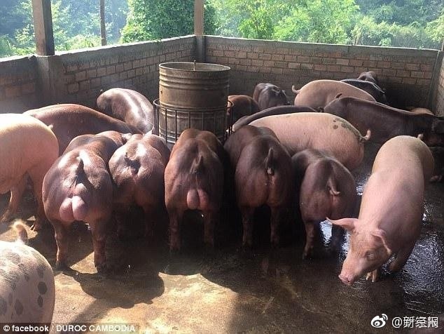 黄色视频免费版应用