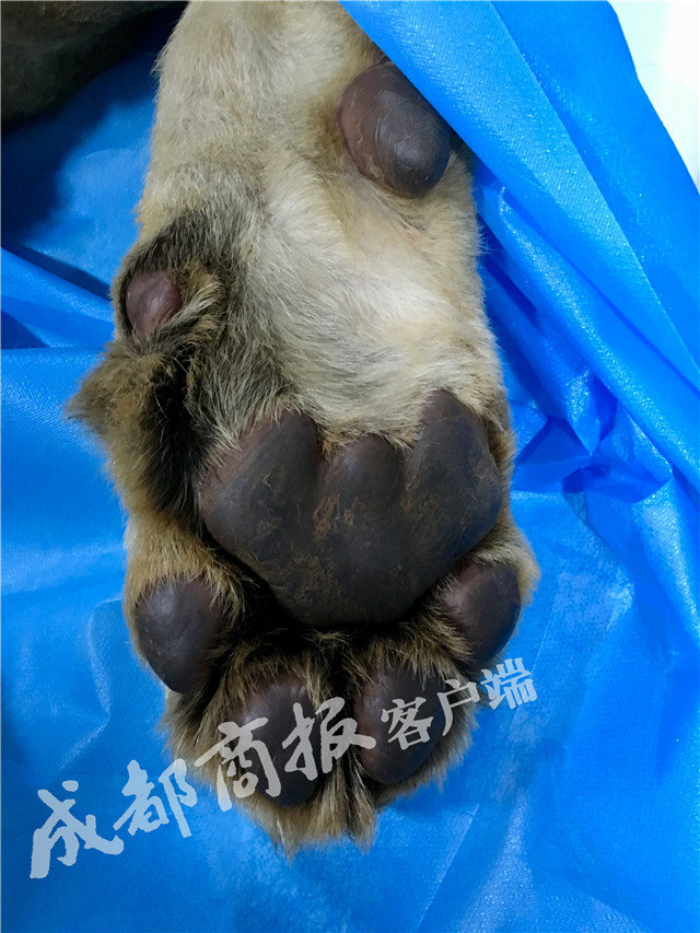 摸屌