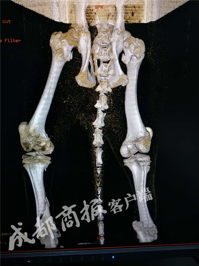 免费 中文 成人 网站