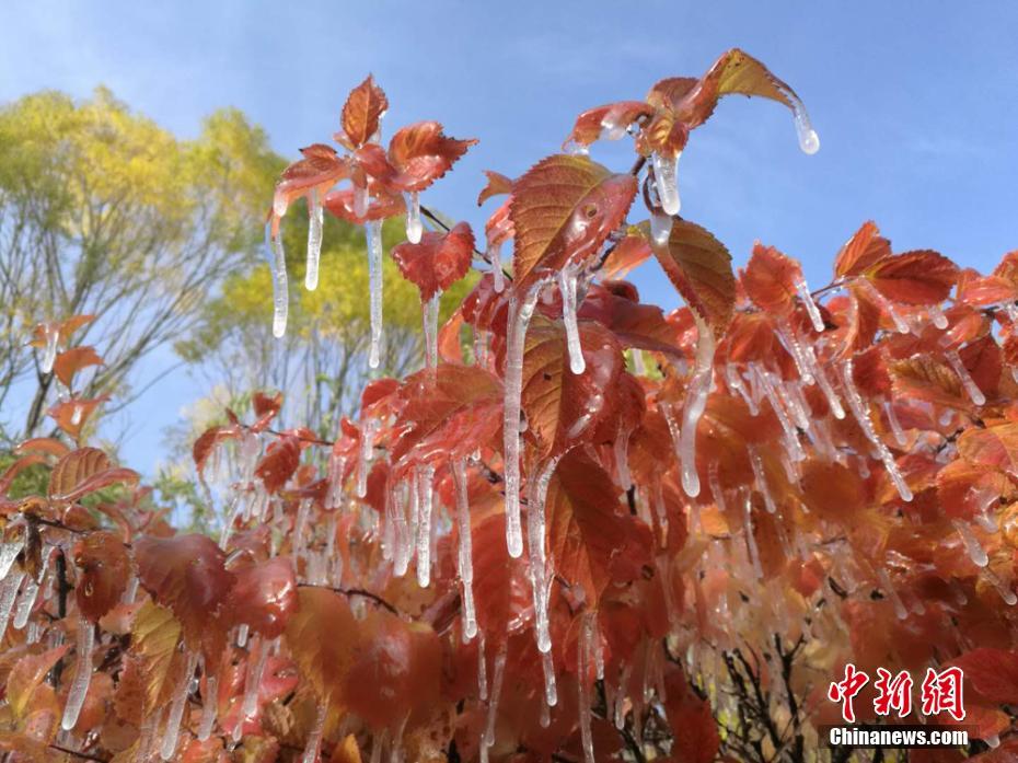 舌头伸入妈妈两腿之间
