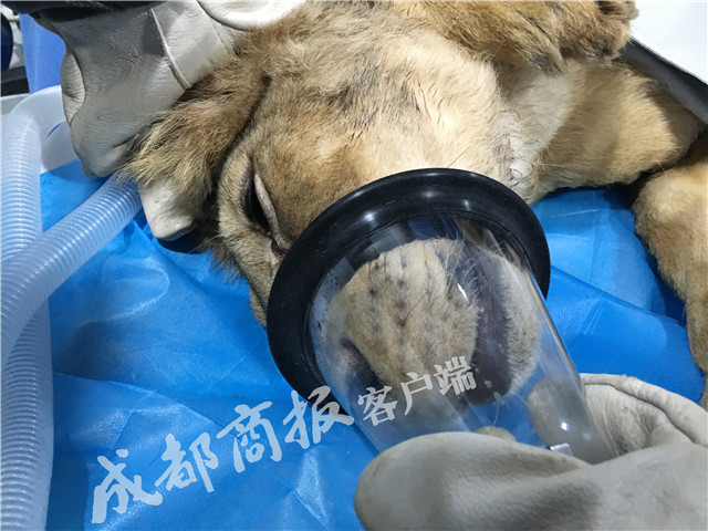 熟娃内射在线一区二区/