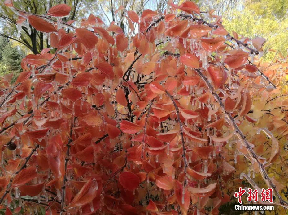 泰国吴清雅